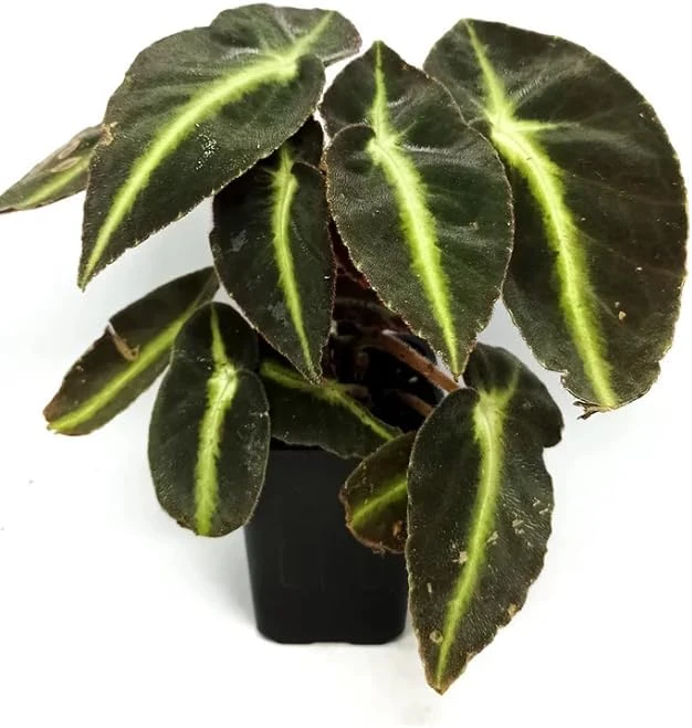 Striped Begonia Live Plant - Rare Dark Foliage Houseplant - 4" Pot - Image 3