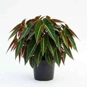 Striped Begonia Live Plant - Rare Dark Foliage Houseplant - 4