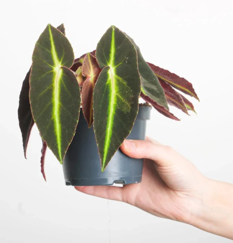 Striped Begonia Live Plant - Rare Dark Foliage Houseplant - 4" Pot - Image 4
