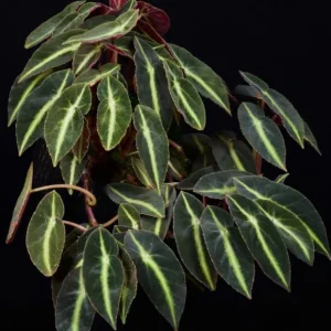 Striped Begonia Live Plant - Rare Dark Foliage Houseplant - 4