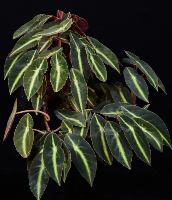 Striped Begonia Live Plant - Rare Dark Foliage Houseplant - 4" Pot - Image 5