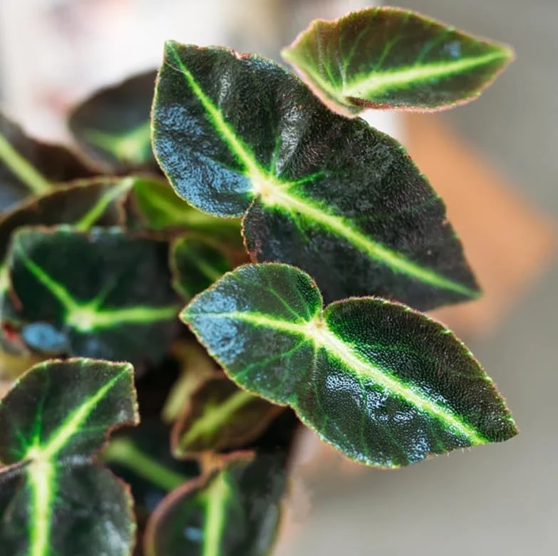 Striped Begonia Live Plant - Rare Dark Foliage Houseplant - 4" Pot - Image 6