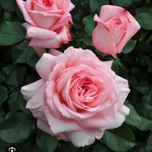 Sunbelt Savannah Rose Live Plant – Fragrant Garden Rose – Own Root – Outdoor Bloom - Image 1