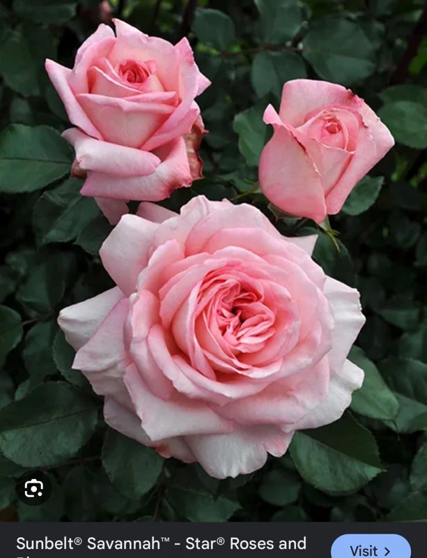 Sunbelt Savannah Rose Live Plant – Fragrant Garden Rose – Own Root – Outdoor Bloom - Image 1