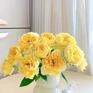 Sunny Antike Rose Live Plant - Fragrant Hybrid Tea Rose for Garden & Cut Flowers - Image 2