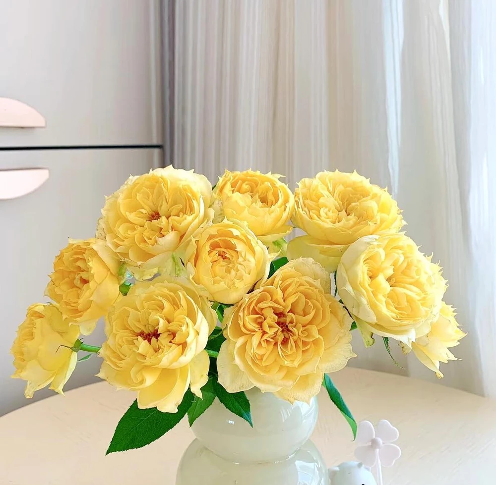 Sunny Antike Rose Live Plant - Fragrant Hybrid Tea Rose for Garden & Cut Flowers - Image 2