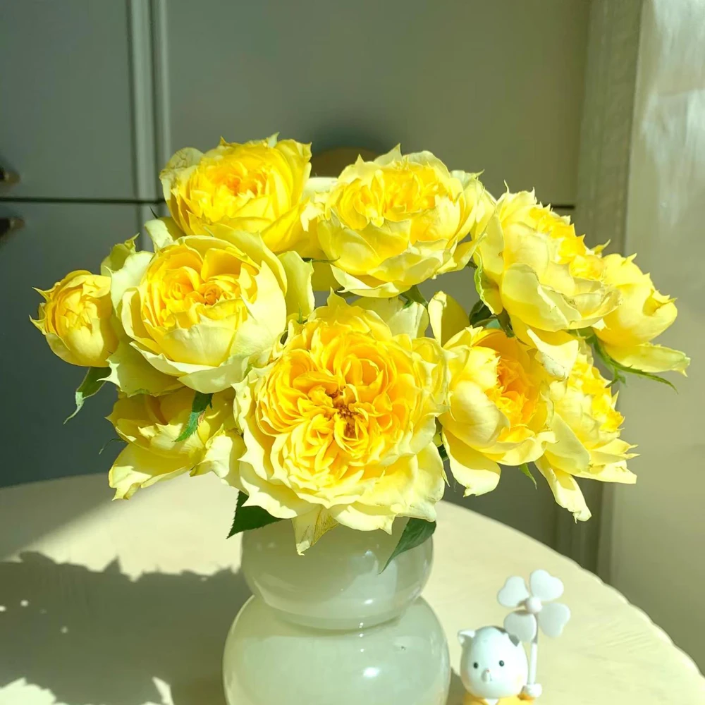 Sunny Antike Rose Live Plant - Fragrant Hybrid Tea Rose for Garden & Cut Flowers - Image 3