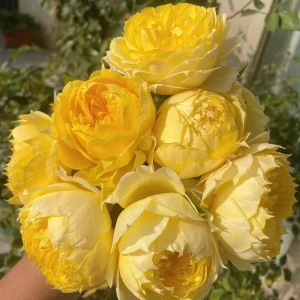 Sunny Antike Rose Live Plant - Fragrant Hybrid Tea Rose for Garden & Cut Flowers - Image 4
