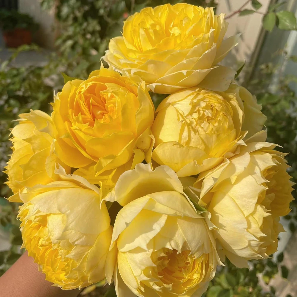 Sunny Antike Rose Live Plant - Fragrant Hybrid Tea Rose for Garden & Cut Flowers - Image 4