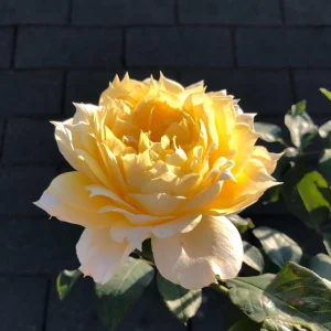 Sunny Antike Rose Live Plant - Fragrant Hybrid Tea Rose for Garden & Cut Flowers - Image 5