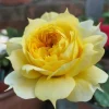 Sunny Antike Rose Live Plant - Fragrant Hybrid Tea Rose for Garden & Cut Flowers - Image 1