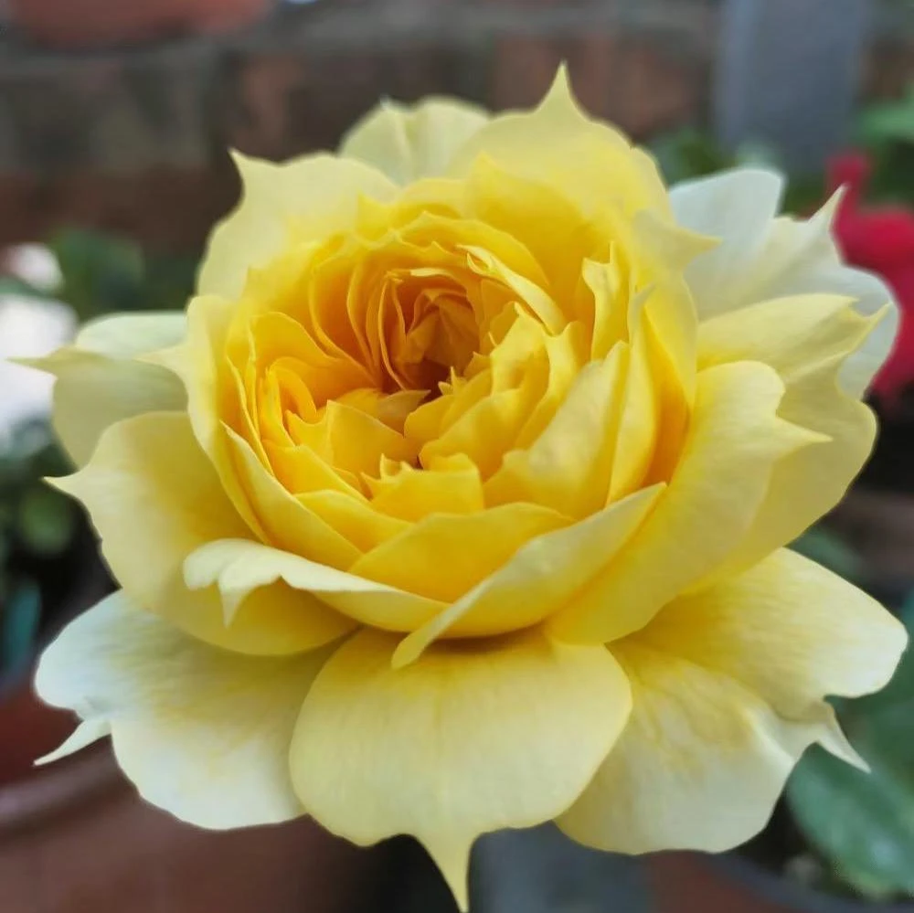 Sunny Antike Rose Live Plant - Fragrant Hybrid Tea Rose for Garden & Cut Flowers - Image 1