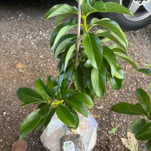 Super Hass Avocado Tree - Grafted 3 Gallon Live Plant - Cold Tolerant, Fruit Bearing - Image 2