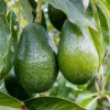 Super Hass Avocado Tree - Grafted 3 Gallon Live Plant - Cold Tolerant, Fruit Bearing - Image 1