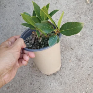 Sweet Bay Laurel Live Plant - 6 Inch Pot - Laurus Nobilis - Indoor/Outdoor - Image 2