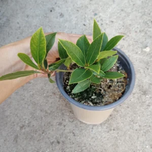 Sweet Bay Laurel Live Plant - 6 Inch Pot - Laurus Nobilis - Indoor/Outdoor - Image 1