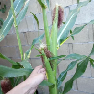 Sweet Corn Live Plants - 3 White & Yellow Corn Seedlings for Garden - Image 1