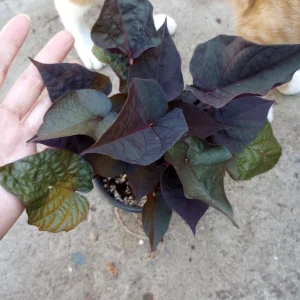 Sweet Potato Vine Black Heart Live Plant – 6 Inch Pot – Outdoor Ornamental - Image 2