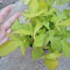 Sweet Potato Vine 'Lime Heart' Live Plant - 6 Inch Pot - Indoor/Outdoor - Image 1