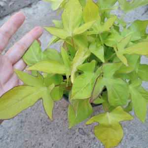 Sweet Potato Vine 'Lime Heart' Live Plant - 6 Inch Pot - Indoor/Outdoor - Image 1
