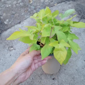 Sweet Potato Vine 'Lime Heart' Live Plant - 6 Inch Pot - Indoor/Outdoor - Image 2