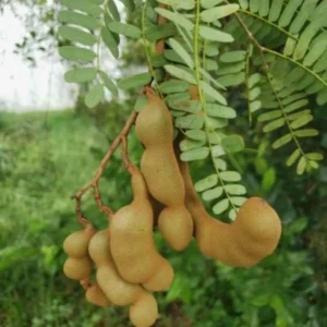 Sweet Tamarind Tree - Established Tropical Fruit Tree - Live Plant - 3 Gallon Pot - Image 1