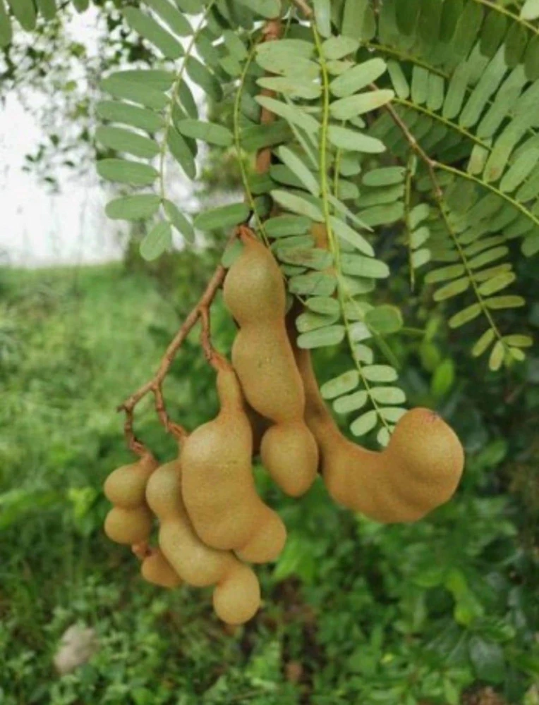 Sweet Tamarind Tree - Established Tropical Fruit Tree - Live Plant - 3 Gallon Pot - Image 1