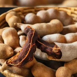 Sweet Tamarind Tree - Established Tropical Fruit Tree - Live Plant - 3 Gallon Pot - Image 2