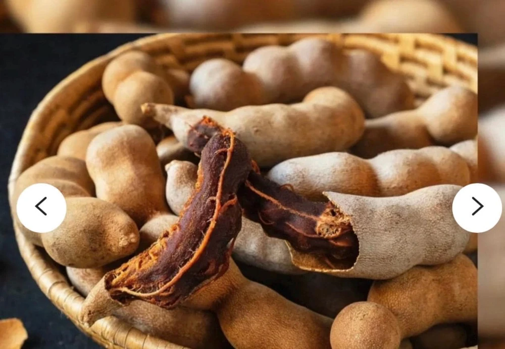 Sweet Tamarind Tree - Established Tropical Fruit Tree - Live Plant - 3 Gallon Pot - Image 2