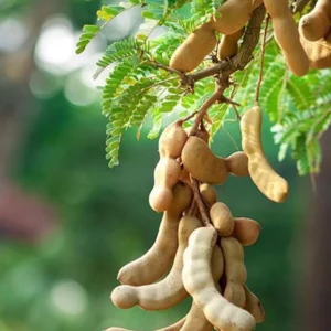 Sweet Tamarind Tree - Established Tropical Fruit Tree - Live Plant - 3 Gallon Pot - Image 3