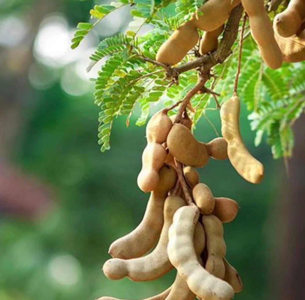 Sweet Tamarind Tree - Established Tropical Fruit Tree - Live Plant - 3 Gallon Pot - Image 3
