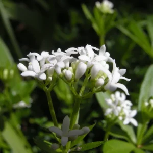 Sweet Woodruff Live Plant - Galium odoratum - Shade Groundcover - Starter Plant - Image 2