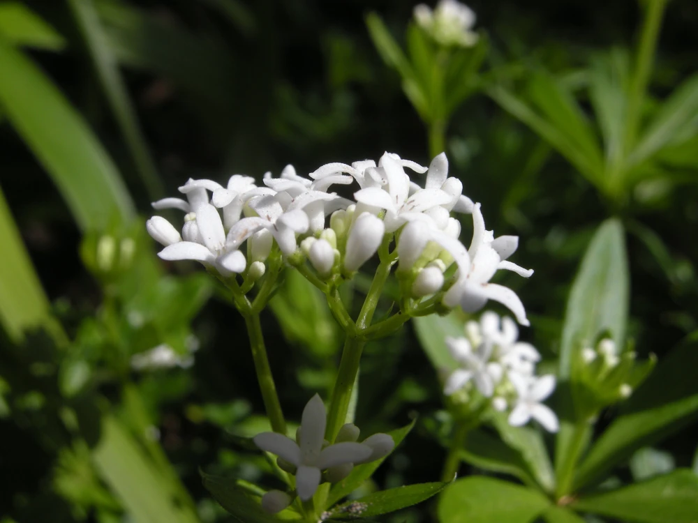 Sweet Woodruff Live Plant - Galium odoratum - Shade Groundcover - Starter Plant - Image 2