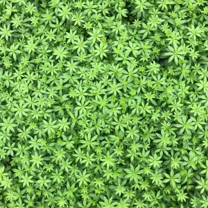 Sweet Woodruff Live Plant - Galium odoratum - Shade Groundcover - Starter Plant - Image 3