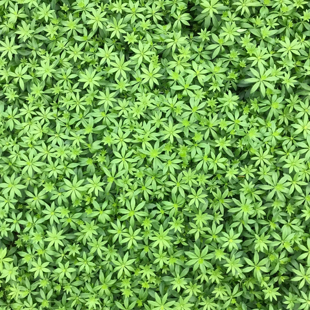 Sweet Woodruff Live Plant - Galium odoratum - Shade Groundcover - Starter Plant - Image 3