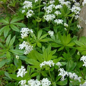 Sweet Woodruff Live Plant - Galium odoratum - Shade Groundcover - Starter Plant - Image 4
