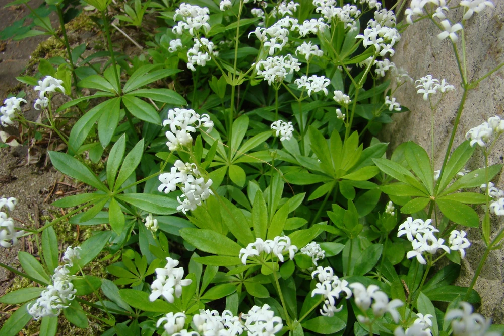Sweet Woodruff Live Plant - Galium odoratum - Shade Groundcover - Starter Plant - Image 4