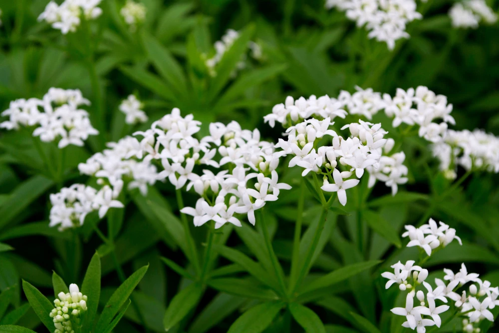 Sweet Woodruff Live Plant - Galium odoratum - Shade Groundcover - Starter Plant - Image 1