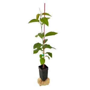 Sweetheart Cherry Tree Live Plant - Self-Fruitful Grafted Fruit Tree - Image 2