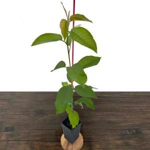 Sweetheart Cherry Tree Live Plant - Self-Fruitful Grafted Fruit Tree - Image 4