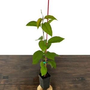 Sweetheart Cherry Tree Live Plant - Self-Fruitful Grafted Fruit Tree - Image 5