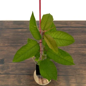 Sweetheart Cherry Tree Live Plant - Self-Fruitful Grafted Fruit Tree - Image 7