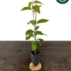 Sweetheart Cherry Tree Live Plant - Self-Fruitful Grafted Fruit Tree - Image 1