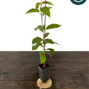 Sweetheart Cherry Tree Live Plant - Self-Fruitful Grafted Fruit Tree - Image 1