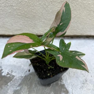 Syngonium Pink Splash Live Plant – 4 inch Pot – Indoor Arrowhead Plant - Image 2