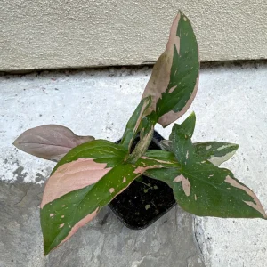 Syngonium Pink Splash Live Plant – 4 inch Pot – Indoor Arrowhead Plant - Image 3