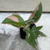 Syngonium Pink Splash Live Plant – 4 inch Pot – Indoor Arrowhead Plant - Image 1