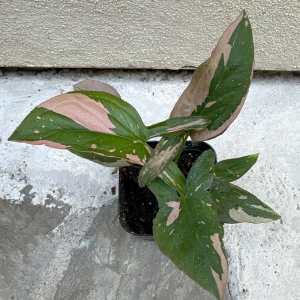 Syngonium Pink Splash Live Plant – 4 inch Pot – Indoor Arrowhead Plant - Image 1