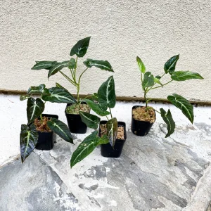 Syngonium Rayii Dark Green Live Plant - Velvety Arrowhead Vine, Compact Indoor - Image 2