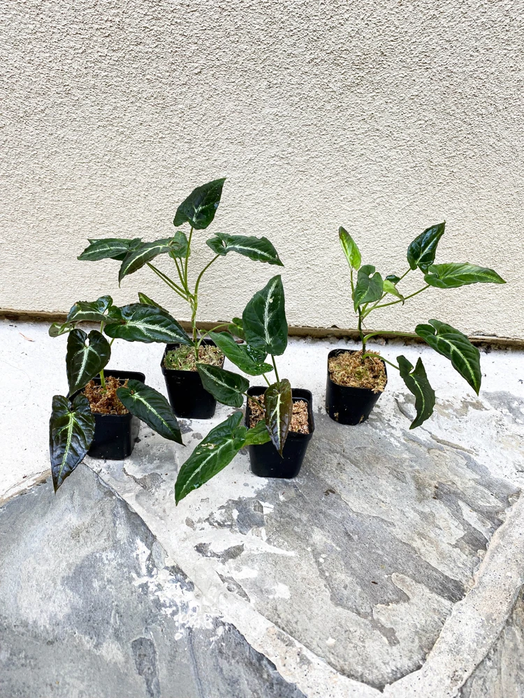 Syngonium Rayii Dark Green Live Plant - Velvety Arrowhead Vine, Compact Indoor - Image 2